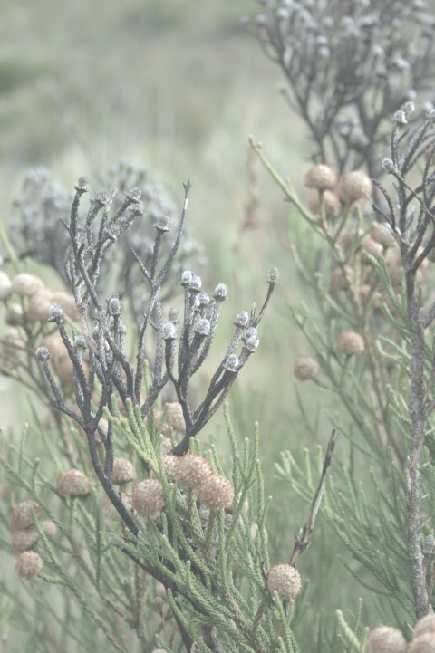 a close up of a plant with small flowers