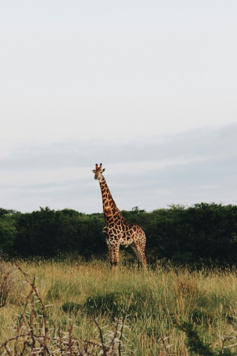 a giraffe standing in the middle of a field