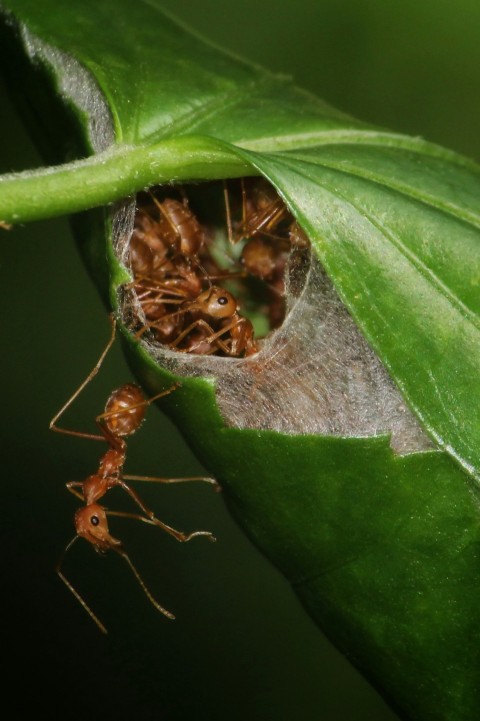 a group of ants crawling on a green leaf