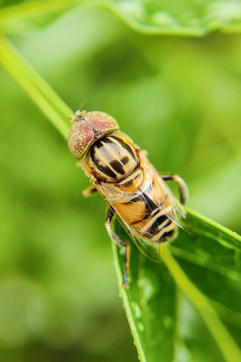 a close up of a bug on a leaf