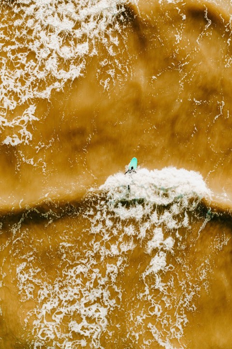 blue bird on water splash