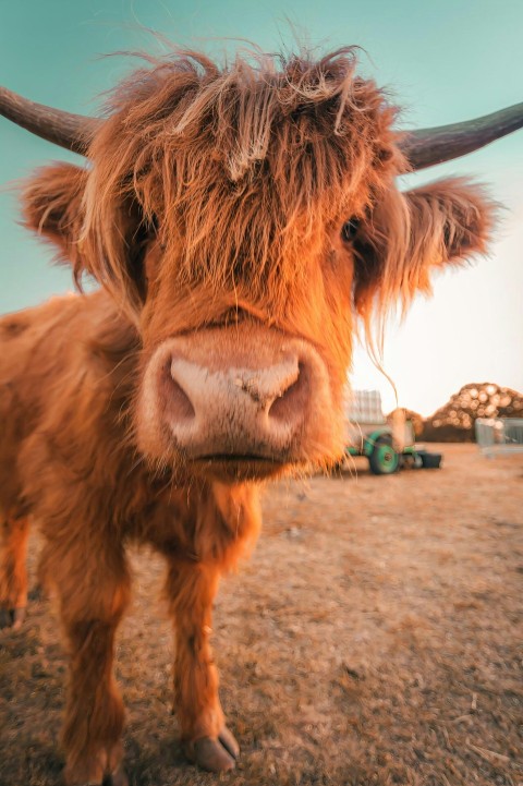 brown cow on brown sand during daytime