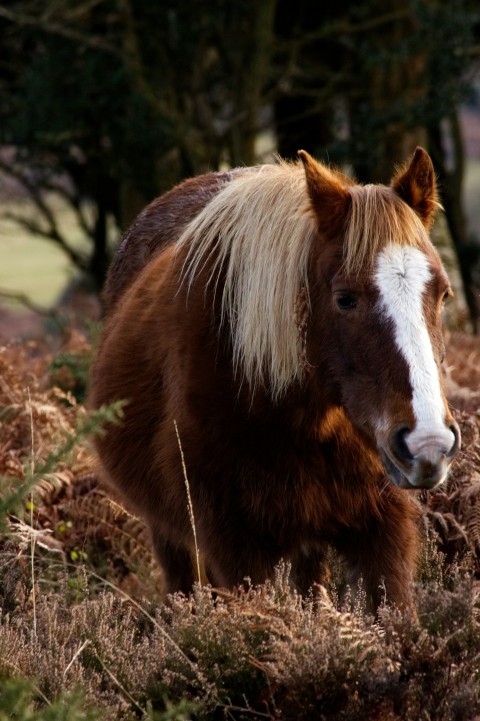 brown and white horse walking outdoor during daytime