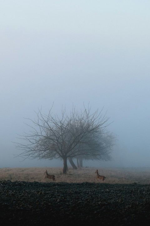 leafless tree on brown field