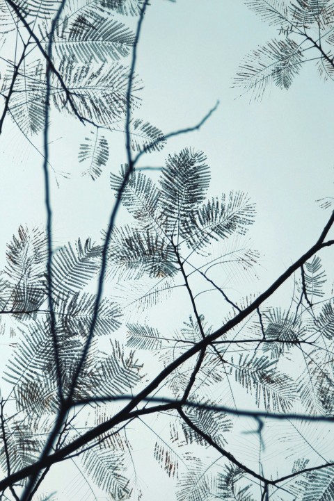 green leaf tree during daytime