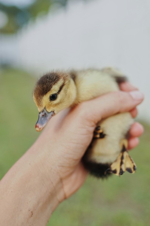 a person holding a baby bird G _00NW