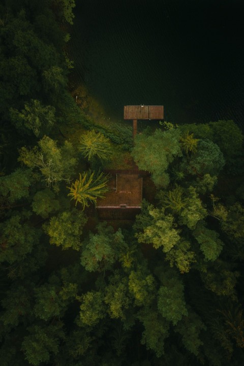 brown wooden house in the middle of forest