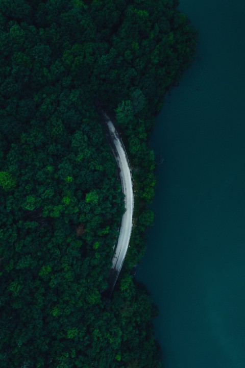 aerial view of green trees