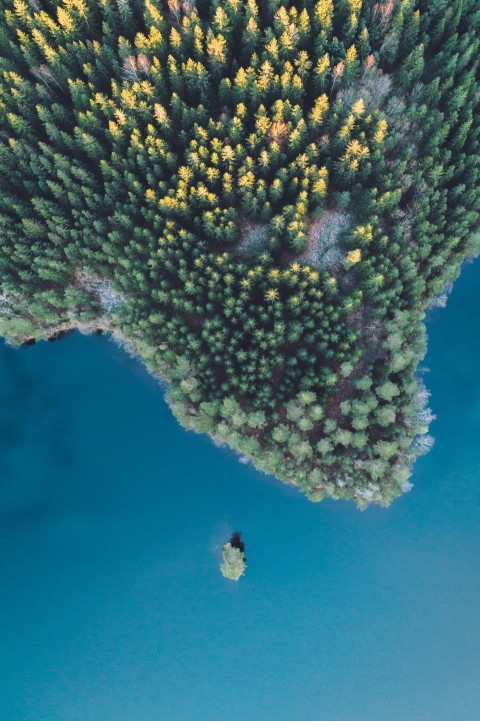 bird eye view photography of green trees beside body of water kmwhg3N_B