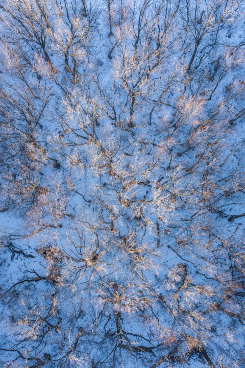 brown trees with white leaves uGaD3cOu