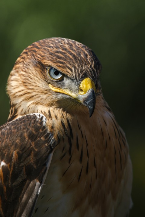 a close up of a bird of prey