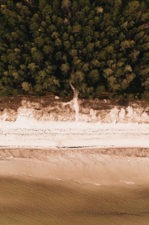 green trees on brown sand beach during daytime