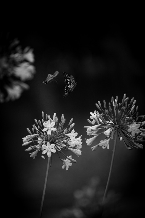 a black and white photo of flowers and a butterfly