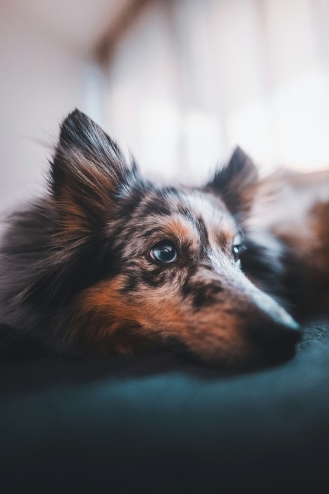 a brown and black dog laying on top of a bed