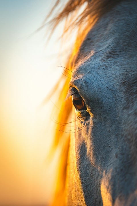 a close up of a horses face with the sun in the background