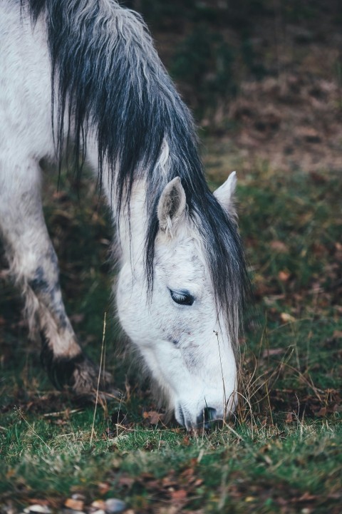 white horse grazing on grass in selective focus photography sFehmQe