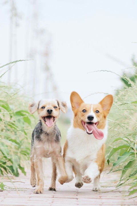 white and brown corgi besides brown dog 1VgfQdCuX