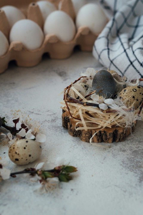 white and brown bird on nest