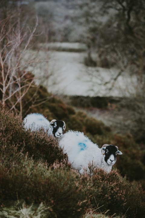 two white and black sheeps overlooking body of water during daytime