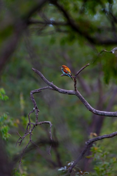 a small bird perched on a tree branch