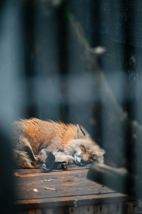 a sleeping fox is seen through a window