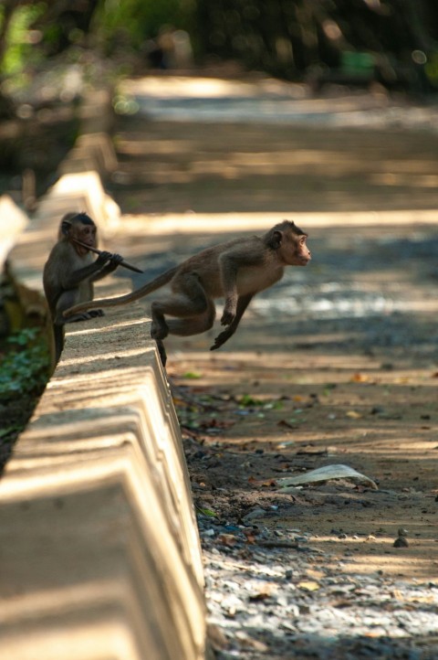 a couple of monkeys sitting on top of a cement wall  W6q