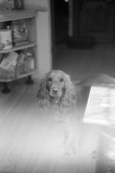 a dog sitting on the floor in front of a refrigerator