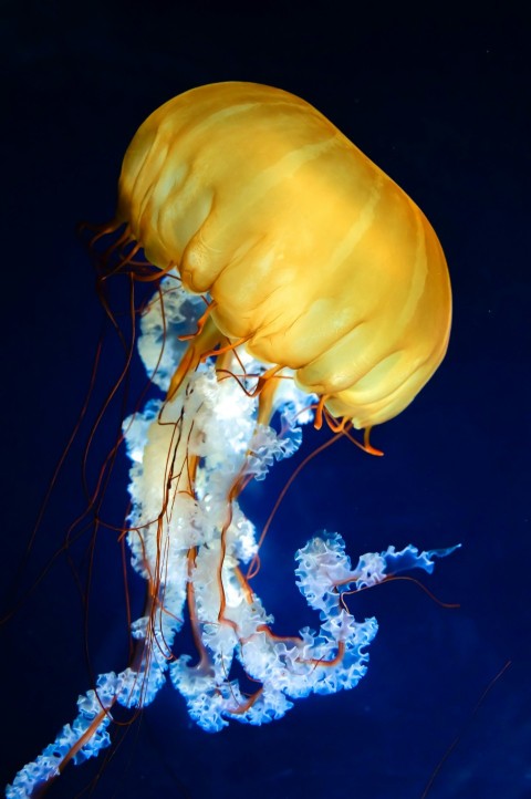 a yellow jellyfish swimming in the water F84