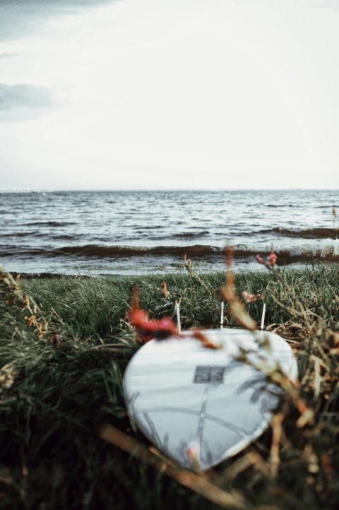 green grass near body of water during daytime