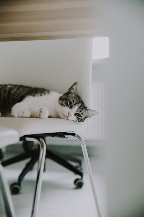 white and black cat lying on white chair