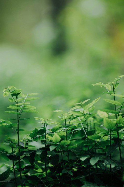 green leaves plant during daytime