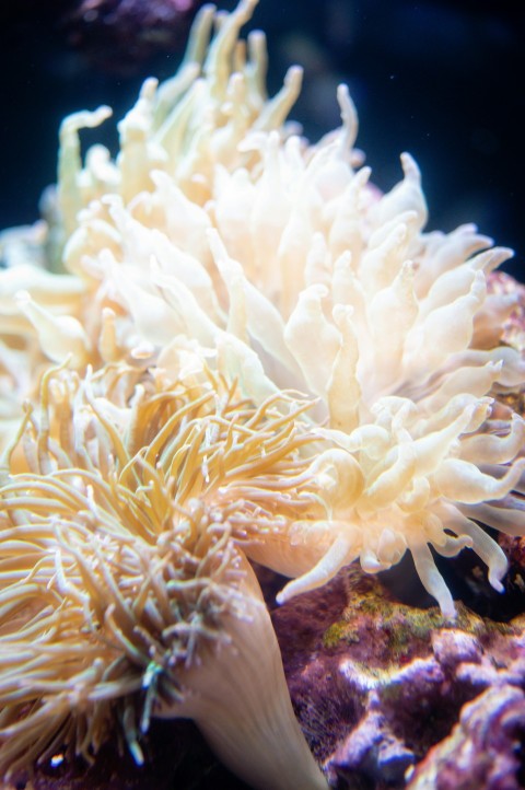 white coral reef in close up photography