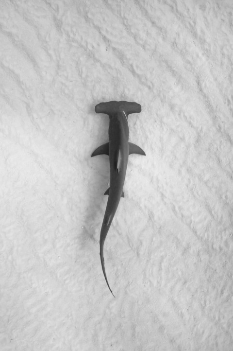 a black and white photo of a shark in the snow ev_Hk