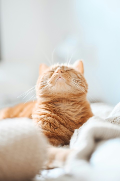 short coated orange and white cat