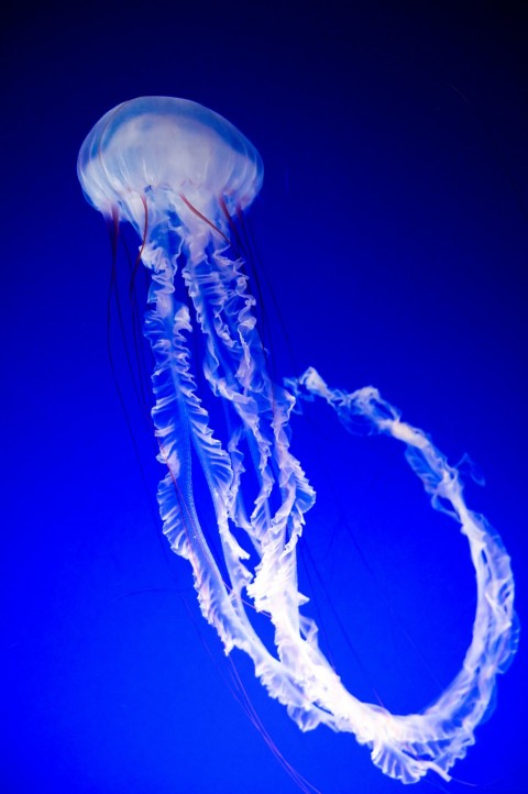 white and blue jellyfish in blue water