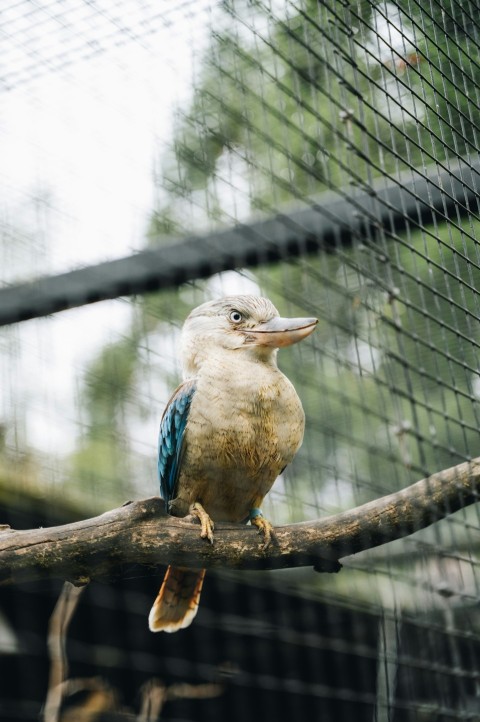 a bird sitting on a branch