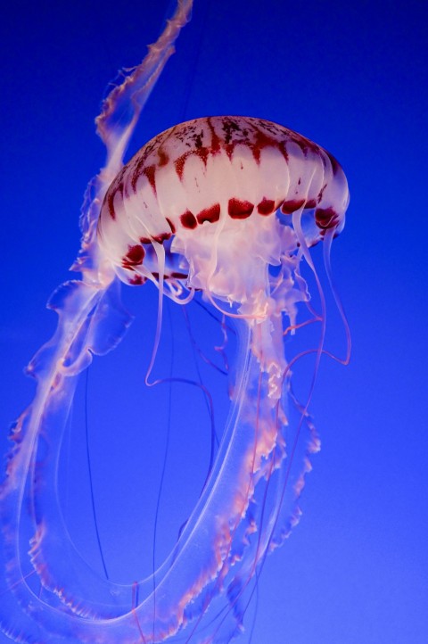 blue jellyfish in blue water