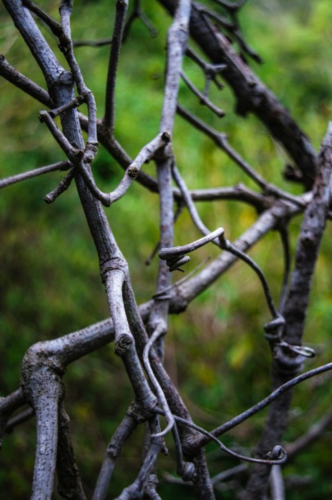 a bird perched on top of a tree branch