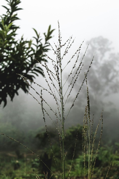 a close up of a plant with fog in the background