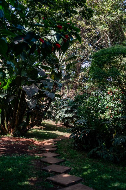 a garden with plants and flowers