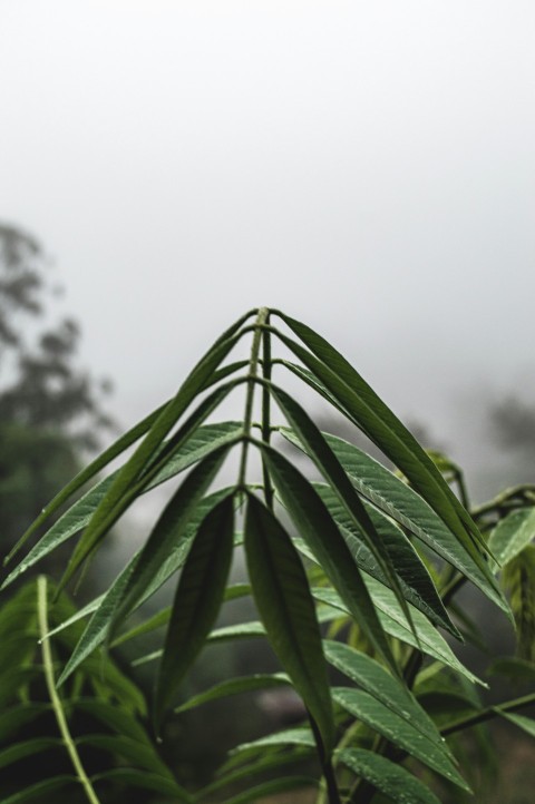 a close up of a green plant with fog in the background