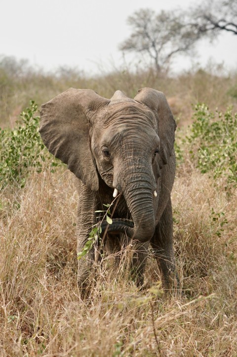 an elephant standing in a field of tall grass