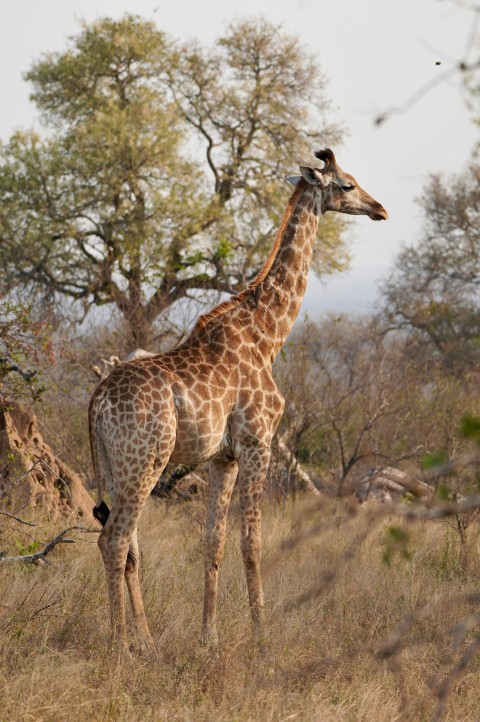 a giraffe standing in the middle of a field