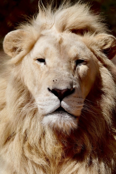 a close up of a lions face with a blurry background