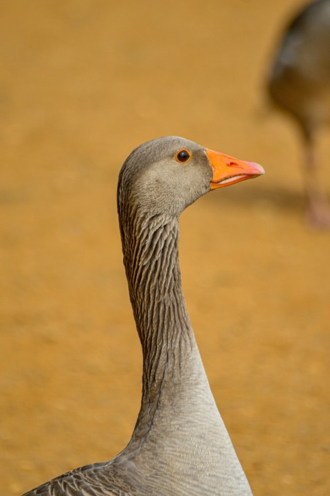 a gray and orange duck standing on a dirt ground fTI3U0Y