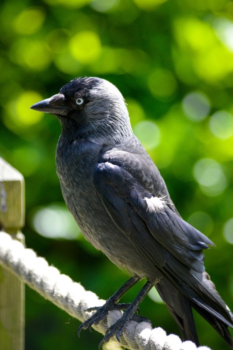 a black bird sitting on top of a wooden fence