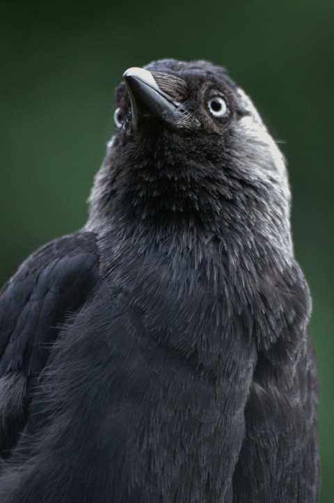 a close up of a black bird with a green background