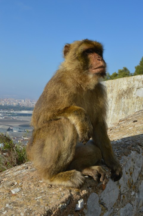 a monkey sitting on top of a stone wall