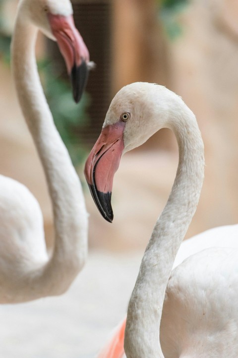 two white flamingos standing next to each other