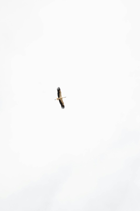 a bird flying in the sky on a cloudy day